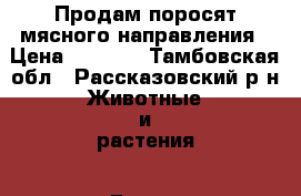 Продам поросят мясного направления › Цена ­ 2 200 - Тамбовская обл., Рассказовский р-н Животные и растения » Другие животные   . Тамбовская обл.